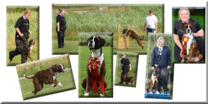 hundträning